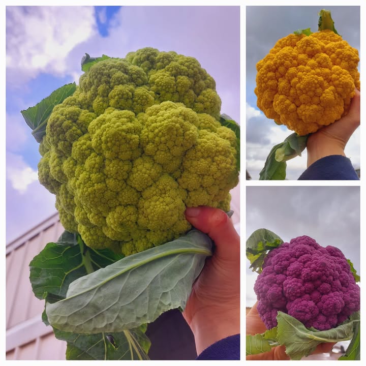 כרוביות צבעוניות: לא רק יפות, גם בריאות!