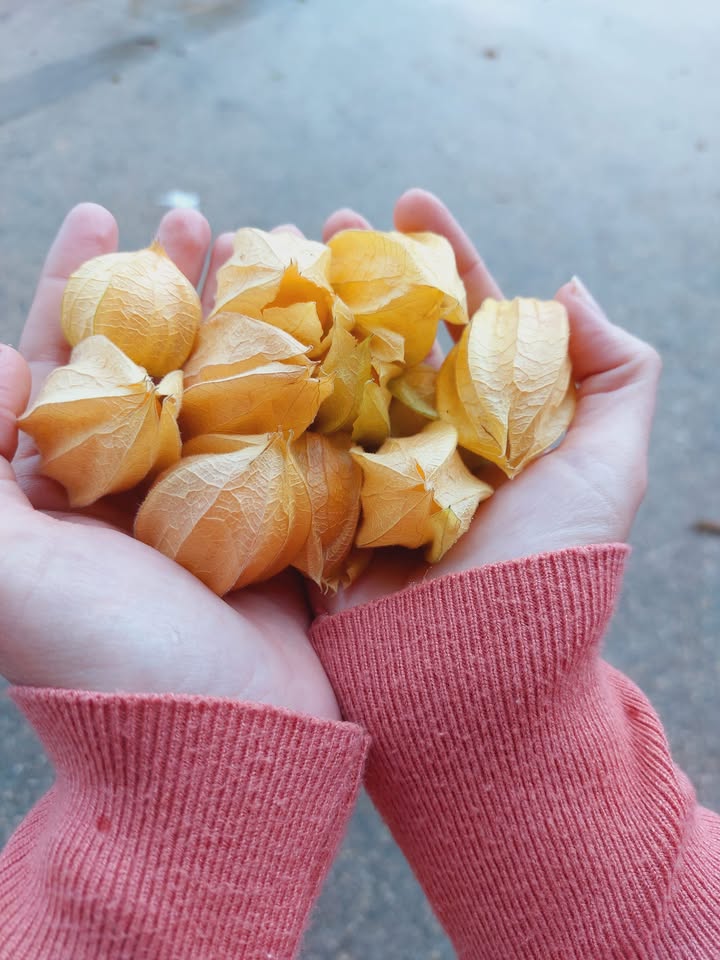 גולדן ברי: פרי צבעוני עם סגולות בריאותיות רבות!