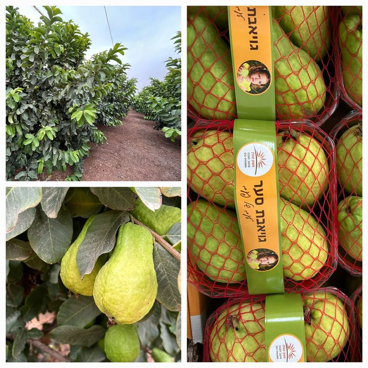 "הגויאבה המתוקה הגיעה!"