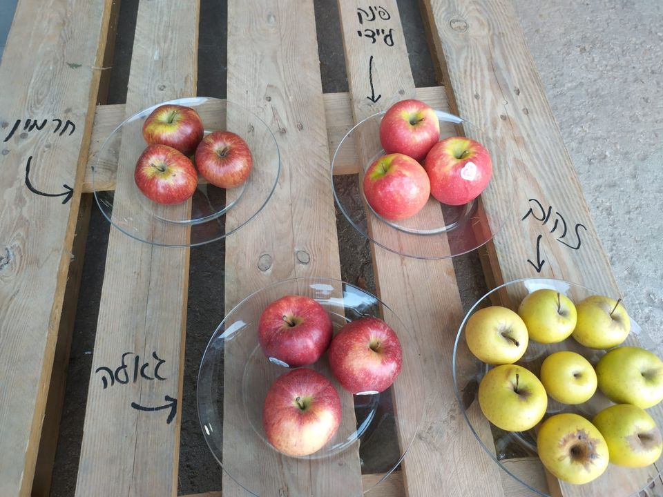 תפוחים – פרי הבריאות והטבע! 🍎🍏