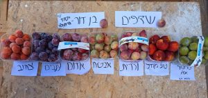 מגוון זני שזיפים ונקטרינה