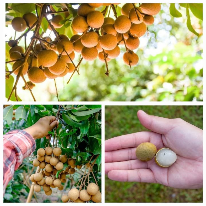 by Farmerimtest