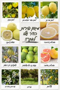 מבחר פירות הדר אורגניים