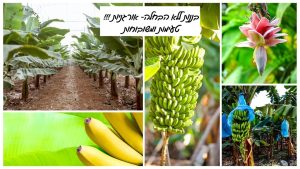 בננות אורגניות טריות ממשק סוטו