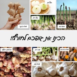 שורשים וירקות אורגניים טריים