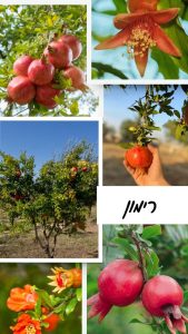 רימונים אדומים על עץ בסתיו