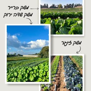מגוון חסות וכרוב סיני אורגניים