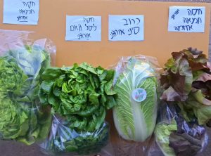 מבחר זני חסה אורגנית טרייה