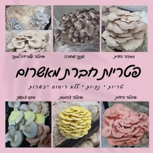מגוון פטריות אויסטר צבעוניות