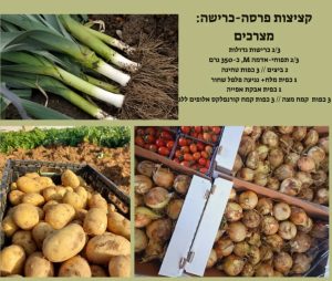 קציצות פרסה כשרות לפסח