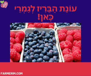 מגוון פירות יער ופירות קיץ טריים