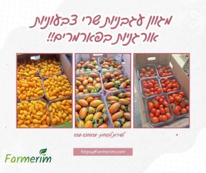 מגוון עגבניות שרי אורגניות צבעוניות