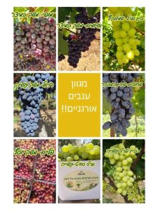 מגוון ענבים אורגניים צבעוניים
