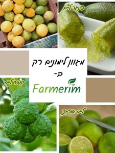 מגוון לימונים וליים