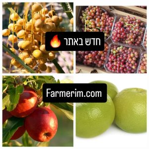 מגוון פירות טריים