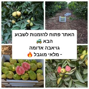 גויאבה תותית טרייה ותוצרת חקלאית