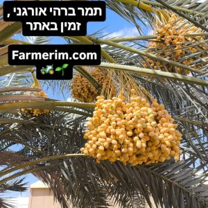 תמרי ברהי צהובים אורגניים מהחקלאי