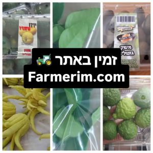 יוזו ופינגר ליים לצד אצבעות בודהה