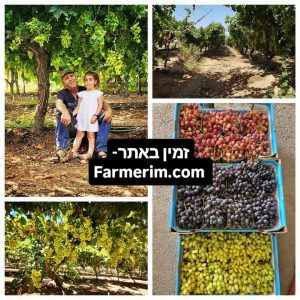 ענבים שחורים לבנים ואדומים