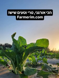 עלי מנגולד אורגני טריים