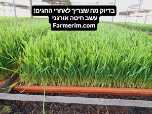 עשב חיטה אורגני ירוק