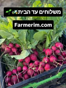 צנוניות ושום אורגניים טריים