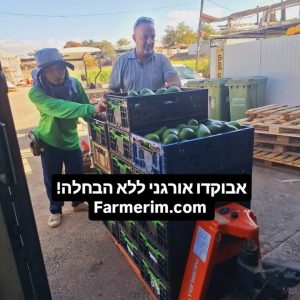 סלט אבוקדו עם פלפל ובצל