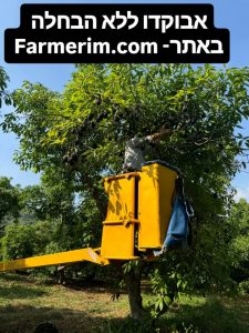 קטיף ידני של אבוקדו אורגני
