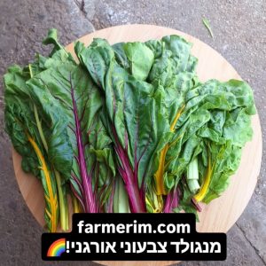 עלי מנגולד אורגני צבעוני וטרי