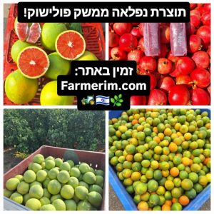 פירות הדר ורימון טריים מהמשק