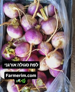 לפת סגולה אורגנית טרייה
