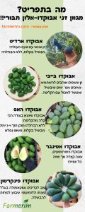 מבחר זני אבוקדו טריים