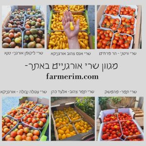 מגוון עגבניות שרי אורגניות צבעוניות