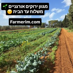 מגוון ירוקים אורגניים ועשבי תיבול