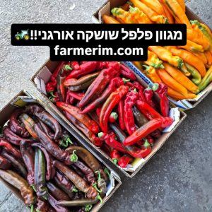 פלפלי פלרמו צבעוניים וטריים