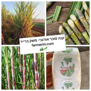 קנה סוכר אורגני טרי במלאי