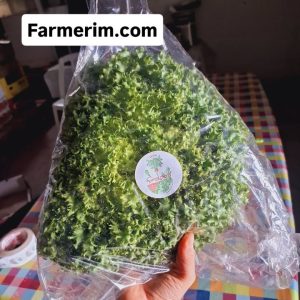חסת לאליק אורגנית ענקית ממשק ברייר