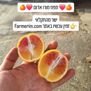 תפוזי מורו אדומים טריים