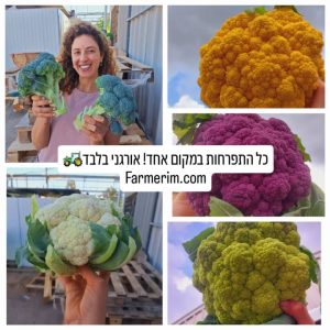 ברוקולי וכרוביות אורגניים בצבעים שונים