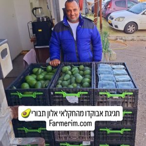 מבחר אבוקדו טרי מהחקלאי