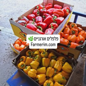 פלפלים צבעוניים טריים בסלסלה