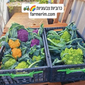 כרוביות צבעוניות על צלחת