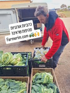 כרוביות אורגניות לבנות וסגולות