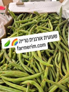שעועית ירוקה אורגנית טרייה מהשדה