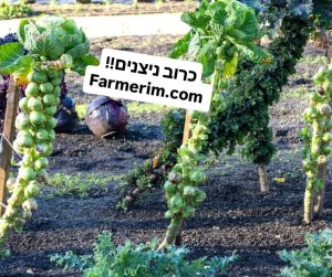 כרוב ניצנים טרי בתיבול שמן זית ולימון