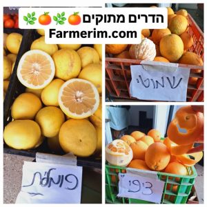 תפוזים ופומלית לבנה אורגנית