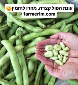 תרמילי פול ירוק אורגני טרי