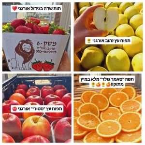 תפוחים, תותים ותפוזים אורגניים צבעוניים