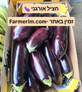 חציל סוטו טרי ומבריק