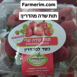 תות שדה טרי